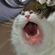 JohnTheChina